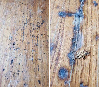 Wood Floor Mystery 15 Weird Black Spots Closeups