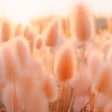 Pantone says that using Pantone Color of the Year 2024 Pantone 13-1023 Peach Fuzz in home interiors 'infuses our most personalized worlds with a comforting presence.'