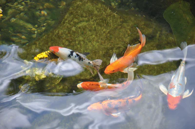 Jj16 Wfoy Czar Live Koi Dsc 0020 04 New