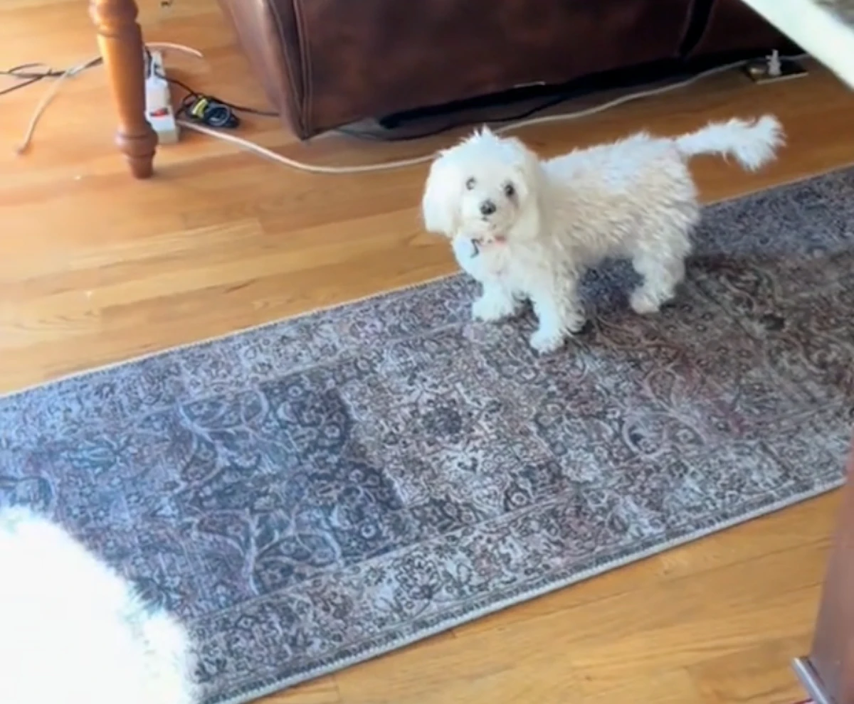 Dog Goes Viral for Refusing To Walk on Hardwood Floors Wood Floor