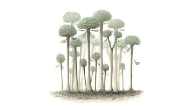 A rendering of a forest of now-extinct Calamophyton trees.