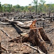 Illegal deforestation in the Brazilian state of Para.