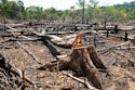 Illegal deforestation in the Brazilian state of Para.