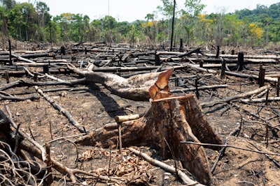 Illegal deforestation in the Brazilian state of Para.
