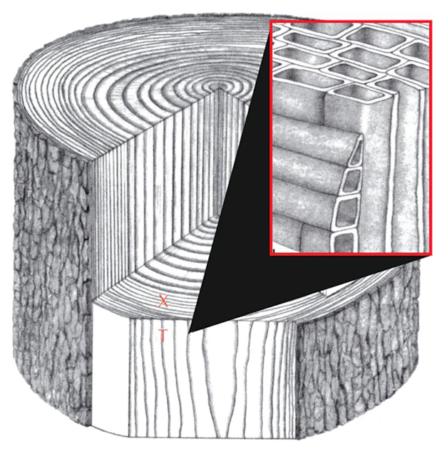 Wood Ramp Science Understand These Wood Science Basics for Better Wood Floors | Wood ...