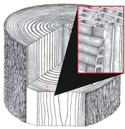 The long axis of most wood cells is oriented parallel with the tree length.