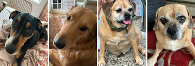 Dogs