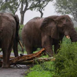 Elephants in Zimbabwe are helping a flooring factory source wood.