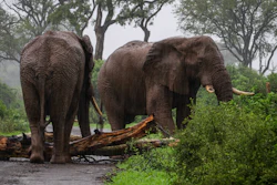 Elephants in Zimbabwe are helping a flooring factory source wood.