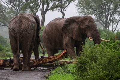 Elephants in Zimbabwe are helping a flooring factory source wood.