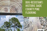 Dade Co Pine