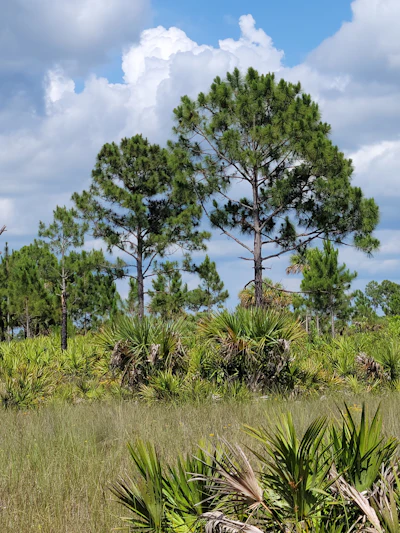 Dade County Pine trees.
