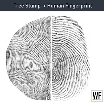 Tree Stump Human Fingerprint
