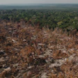 Aerial view of burned and destroyed rainforest with charred trees and devastated landscape