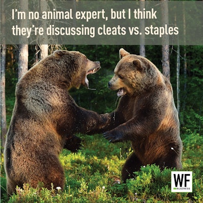 Im No Animal Expert Grizzlies