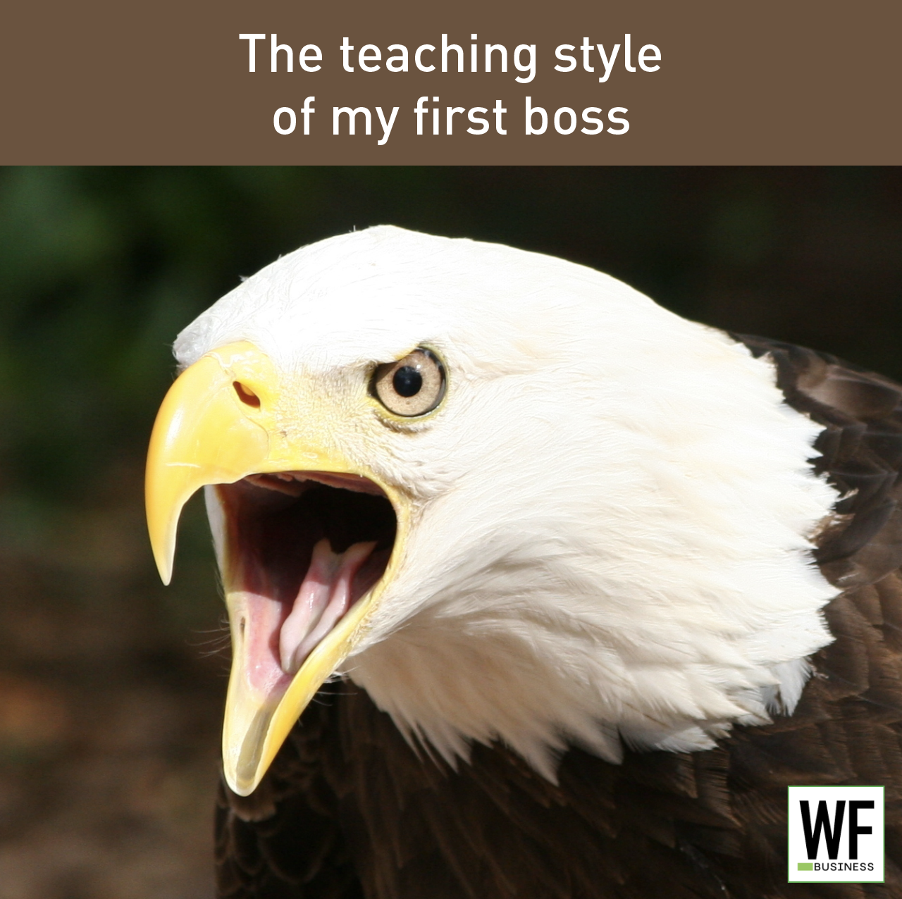 Screeching bald eagle with open beak representing intense teaching style