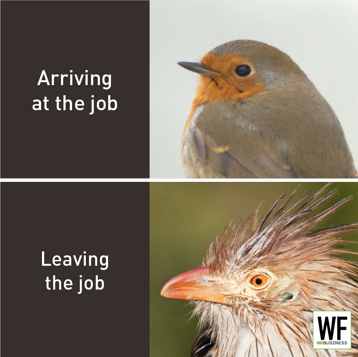 Two birds showing different moods: calm robin arriving, frazzled bird leaving work