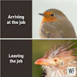Two birds showing different moods: calm robin arriving, frazzled bird leaving work