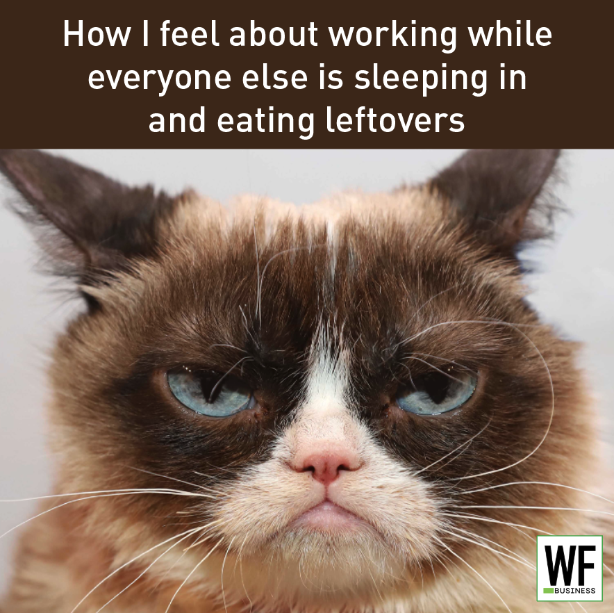 Grumpy cat with blue eyes looking displeased about working while others rest