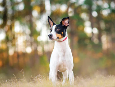 Just as you can’t expect every rat terrier to act exactly the same way, you can’t accurately predict the shrinking and swelling for any single board.