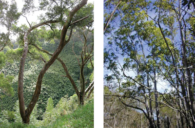 As part of our experiment, we determined dimensional change coefficients for two species for which DCCs were previously unavailable: Acacia confusa (left) and Acacia mangium (right).