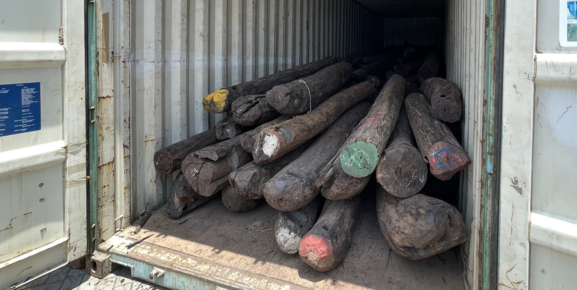 Dark wooden logs stacked inside a shipping container with colored markings