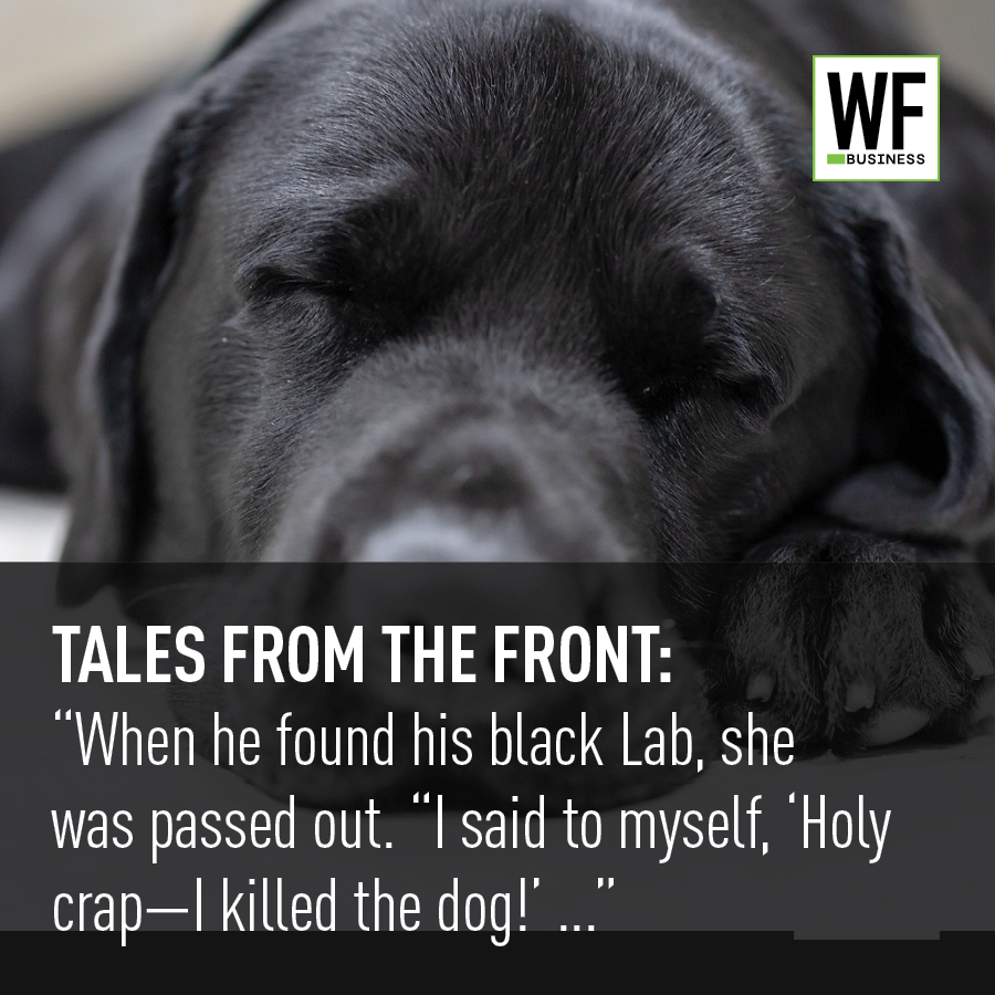 Sleeping black Labrador with WF Business logo, storytelling narrative overlay