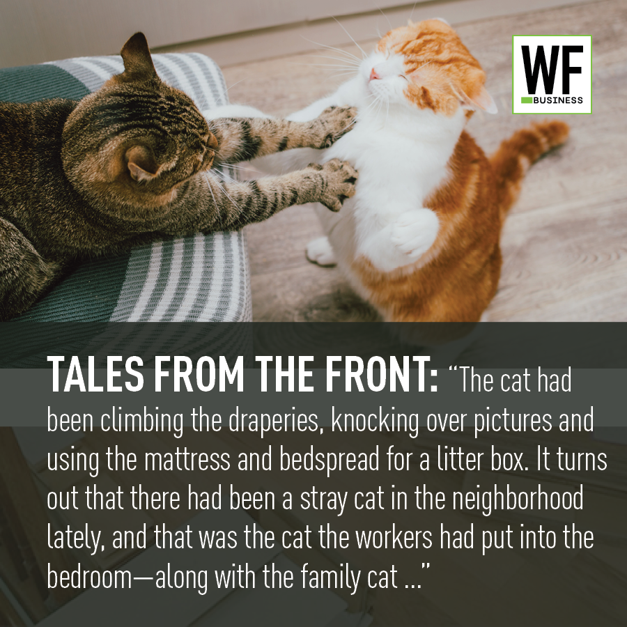 Two cats playfully wrestling on a striped blanket, with WF Business logo