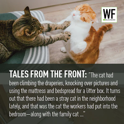 Tales Cats Multiply
