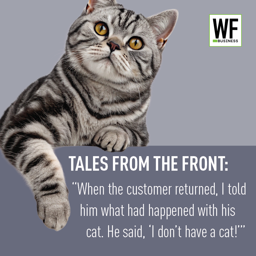 Am26 Tale Cat