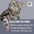 Am26 Tale Cat