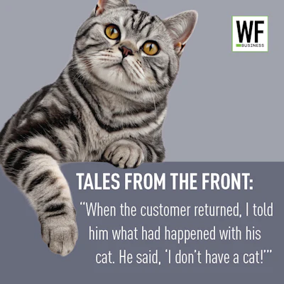 Am26 Tale Cat