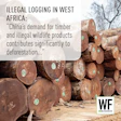 Stacked timber logs with green identification marks, illustrating illegal logging in West Africa driven by demand for timber and wildlife products