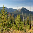 Mountain landscape with young pine forest and charred trees under blue sky