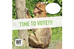 Jj26 Caption Contest Vote Monkey
