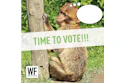 Jj26 Caption Contest Vote Monkey