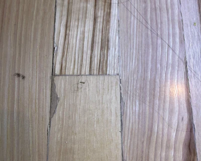 The finish on this hickory floor peeled over a coat of natural stain that wasn’t dry, and now the actual wood under the peeled areas is stained dark.