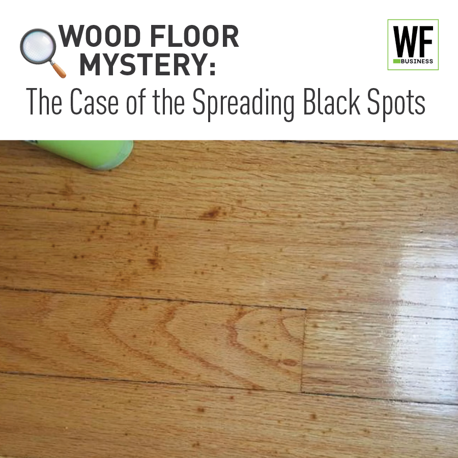 Wood floor mystery infographic showing spreading black spots on hardwood flooring with WF Business branding
