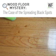 Wood floor mystery infographic showing spreading black spots on hardwood flooring with WF Business branding