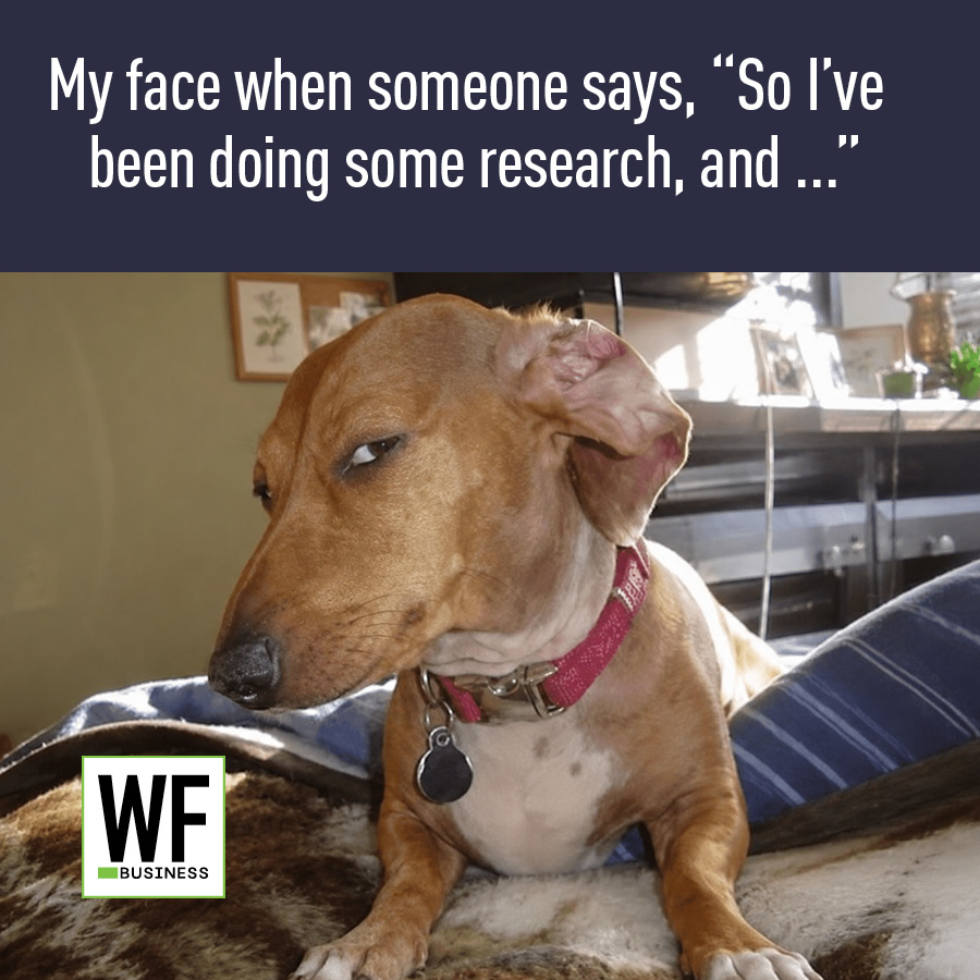 Brown dog with pink collar looking to the side with skeptical expression while lying on couch