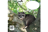 Raccoon perched on moss-covered tree branch with green foliage background, WE Business logo overlay