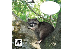Raccoon perched on moss-covered tree branch with green foliage background, WE Business logo overlay