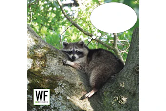 Raccoon perched on moss-covered tree branch with green foliage background, WE Business logo overlay