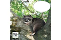 Raccoon perched on moss-covered tree branch with green foliage background, WE Business logo overlay