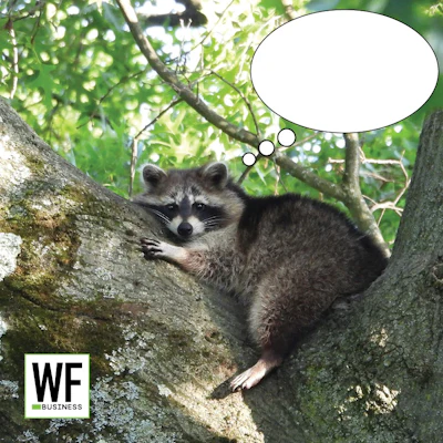 Raccoon perched on moss-covered tree branch with green foliage background, WE Business logo overlay