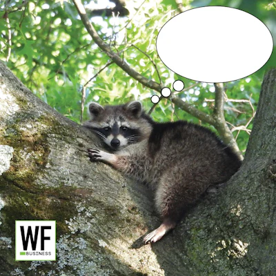 Raccoon perched on moss-covered tree branch with green foliage background, WE Business logo overlay