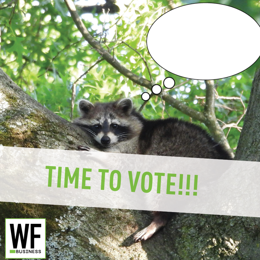 Raccoon peeking from tree branch with 'Time to Vote' message and WE Business logo
