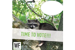 Raccoon peeking from tree branch with 'Time to Vote' message and WE Business logo
