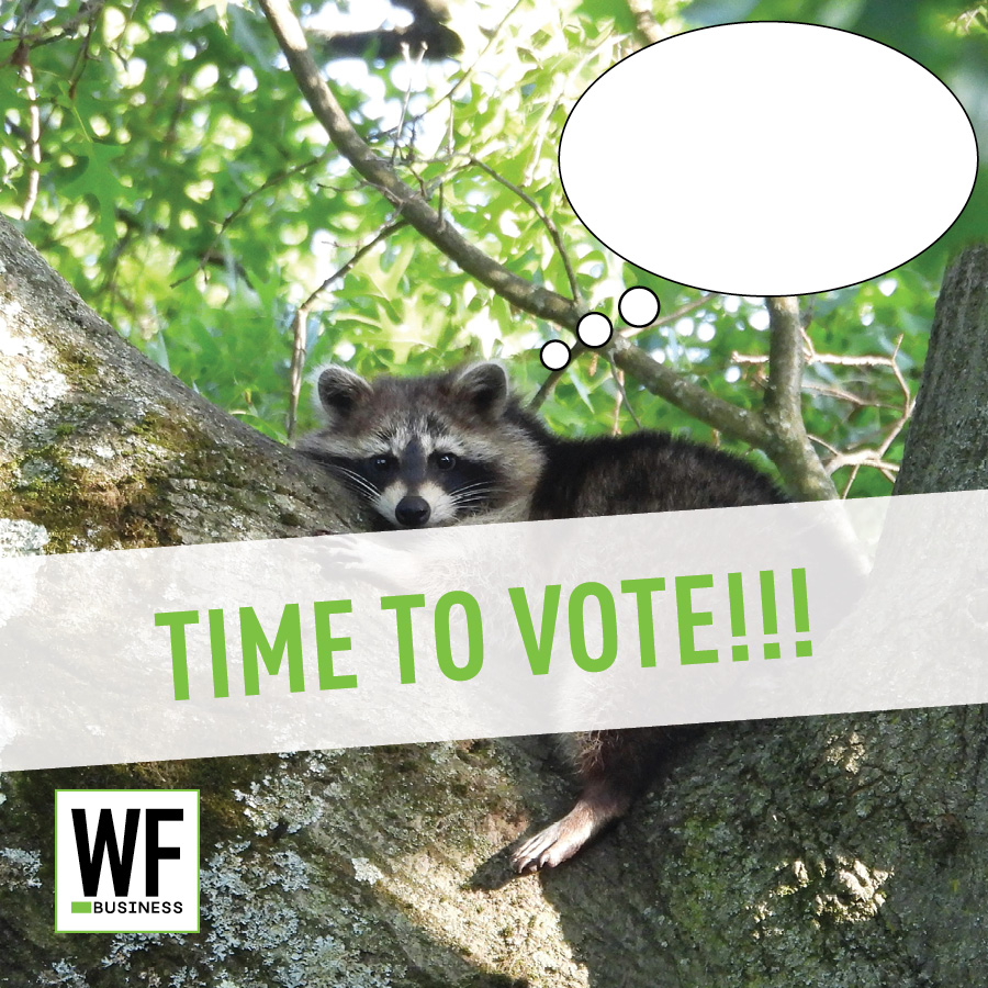 Raccoon peeking from tree branch with 'TIME TO VOTE!!!' message and WE Business logo