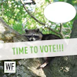 Raccoon peeking from tree branch with 'TIME TO VOTE!!!' message and WE Business logo
